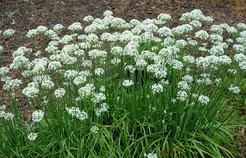 Erba cipollina cinese - -, aglio