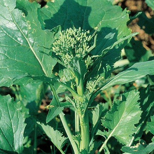 Cima rapa sessantina - rapa,