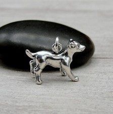 Charm Jack Russell Terrier in