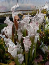 SARRACENIA LEUCOPHYLLA