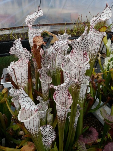 Sarracenia leucophylla - sarracenia,