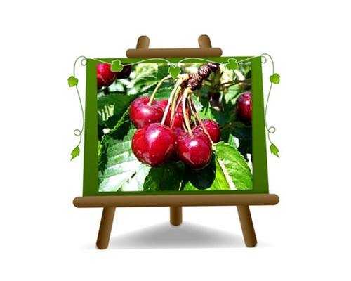 Ciliegio dolce bigarreau - ciliegio,