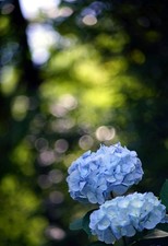 Teleobiettivo Raynox 135 mm