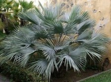 Brahea Armata Blue Hesper Palm