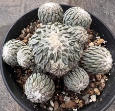 Pelecyphora aselliformis