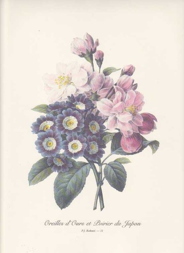 Primula giapponese - primula,
