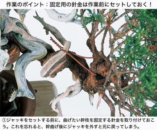 Cric per bonsai telescopico