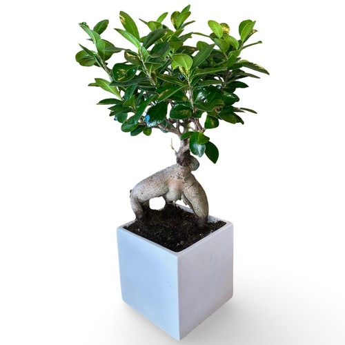 Bonsai ginseng ficus - ginseng,