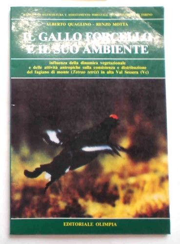Quaglino motta il gallo - -,