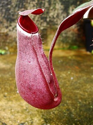 Nepenthes albomarginata red - nepenthes,