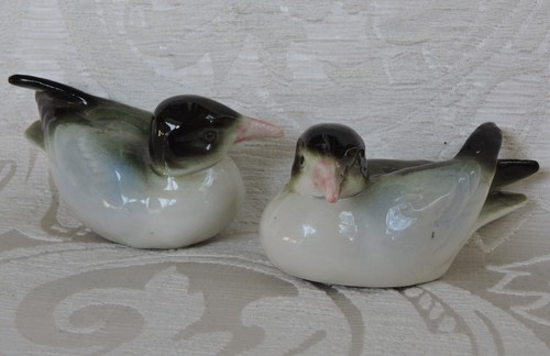 Coppia uccelli marini di - uccelli,