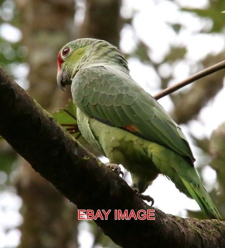 Photo red lored amazon - photo, parrot