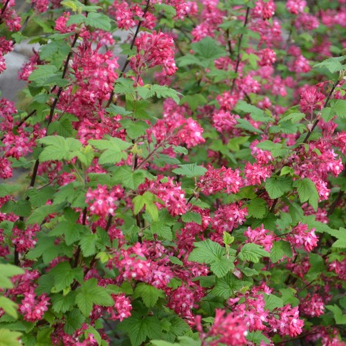 Ribes sanguineum - ,