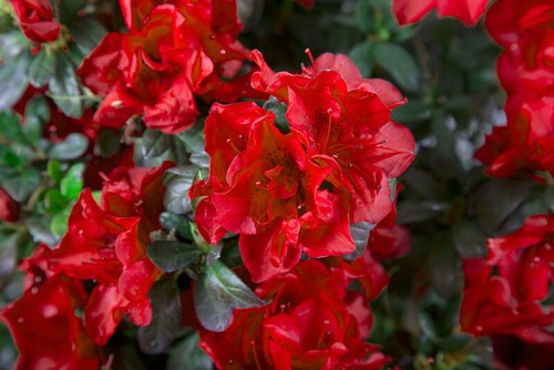 Fire azalea deciduous well - fire~~azalea,