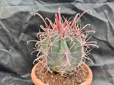 Ferocactus gracilis california - gracilis,
