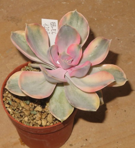 Echeveria arcobaleno - cv,