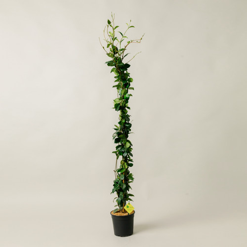 Planti gelsomino - |,