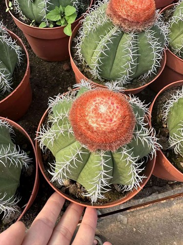 Melocactus matanzanus