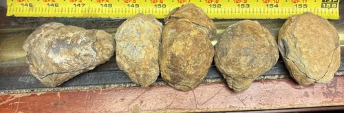 Autentico trilobite geode vero - autentico,