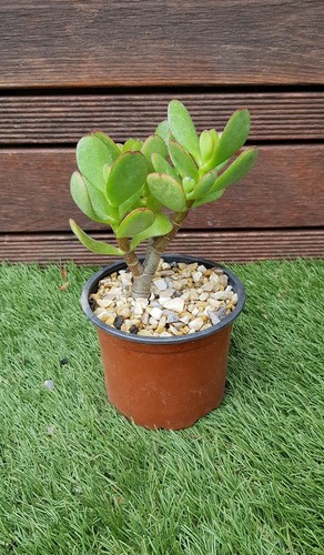 Crassula ovata 15cm - 15cm, de