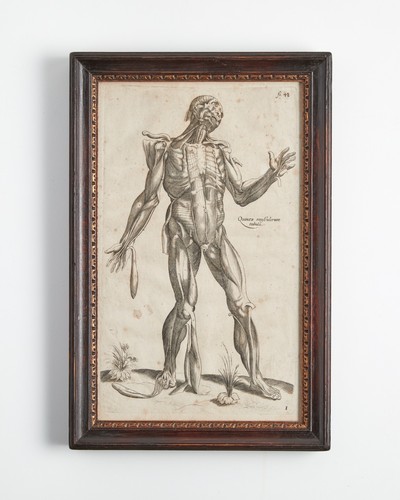Andrea vesalio quinta - vesalio,