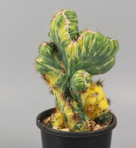2pcs cereus monst hybrid - 2pcs,