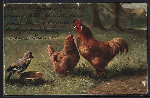Cartolina gallo gallina - cartolina, con
