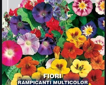 Semi fiori rampicanti - semi,