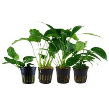 Anubias Set di 4 Piante Piante
