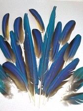 PIUME DI MACAW lotto di 20 BELLISSIME!