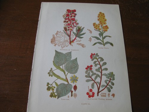 1915 stampa artistica - 1915,