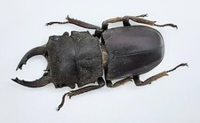Lucanidae, Gnaphaloryx opacus, A1, 34+ mm, XL, Sumatra, #LM252