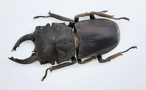 Lucanidae gnaphaloryx opacus - gnaphaloryx,