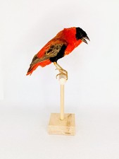 Taxidermy, Cabinet De