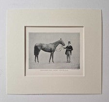 SPORT & GENERAL Thoroughbred