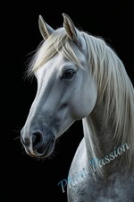 Poster Parete Cavallo Ritratto