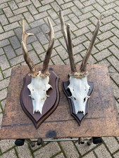 Trofeo Corna di Capriolo