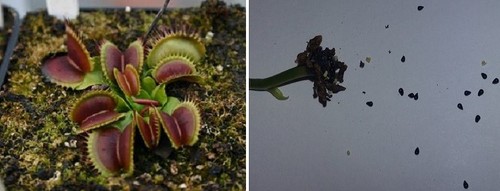 Semi dionaea muscipula - semi,