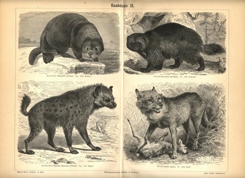 1895 predatori lupo - 1895, lontra