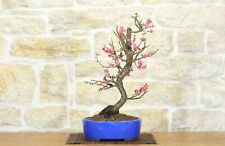 Bonsai di Prunus Mume (13)