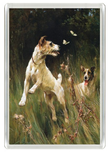 Jack russell terrier dogs - russell,