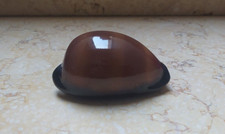 F cypraea exusta scuro