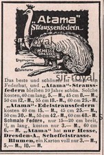 Atama Straußenfedern Dresden - 1916 - Historische Werbung - Reklame ~5x7cm