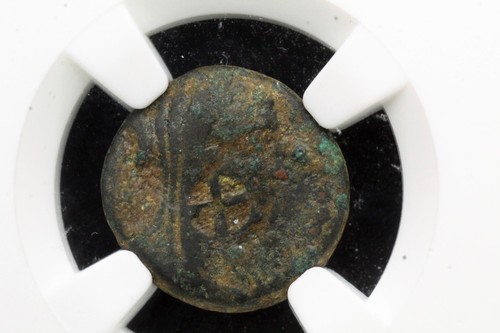 Fenicia marathus ae15 velata - marathus.,