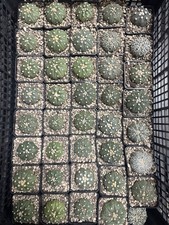 Astrophytum asterias