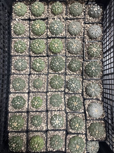 Astrophytum asterias