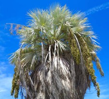 Brahea armata SEEDS -