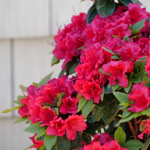 Red ruffle azalea rutheford - red, (