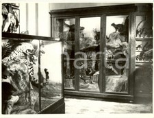 1936 MILANO Tigri e uccelli