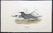 John Gould Uccelli Ornitologia